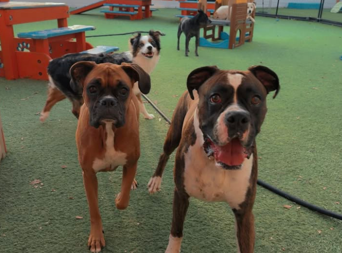 A group of happy dogs, including two Boxers, playing at an outdoor dog daycare and boarding facility to stay away from home roofing noise.